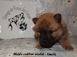 chiot eurasier