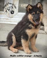 chiot eurasier