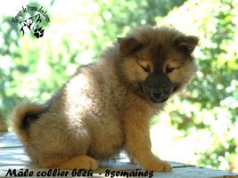 chiot eurasier