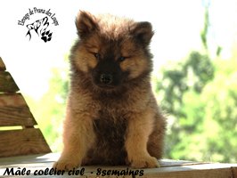 chiot eurasier