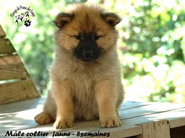 chiot eurasier