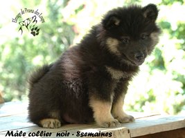 chiot eurasier