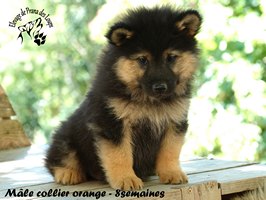 chiot eurasier