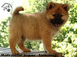 chiot eurasier