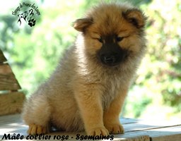 chiot eurasier