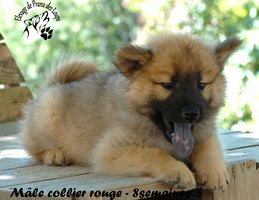 chiot eurasier