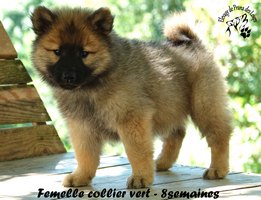 chiot eurasier