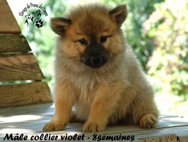 chiot eurasier