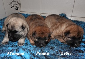 chiot eurasier
