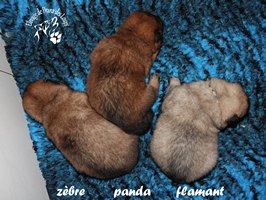 chiot eurasier