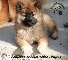 chiot eurasier