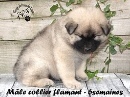 Chiot mâle