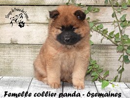 Chiot femelle