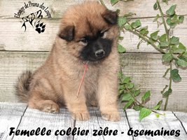 Chiot femelle