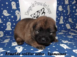 chiot eurasier