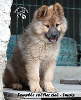 Chiot femelle