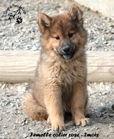 Chiot femelle