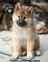 Chiot femelle