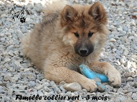 chiot eurasier