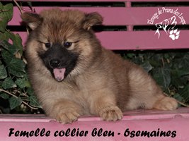 chiot eurasier