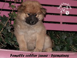 chiot eurasier