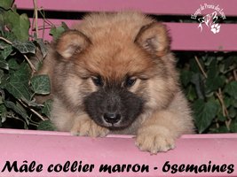 chiot eurasier