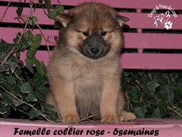 chiot eurasier