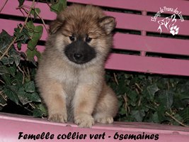 chiot eurasier