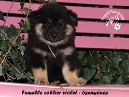 chiot eurasier