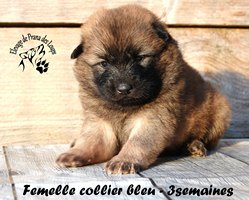 chiot eurasier