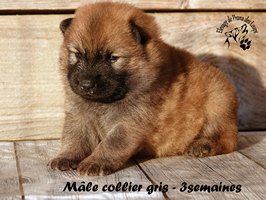 chiot eurasier