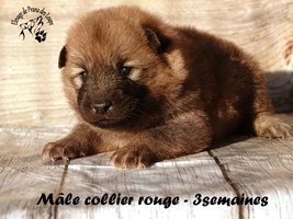 chiot eurasier