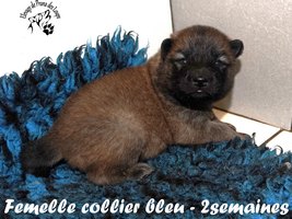 chiot eurasier