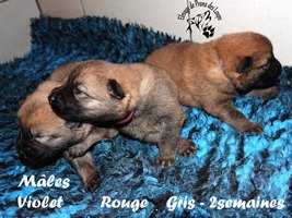 chiot eurasier