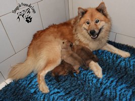 chiot eurasier