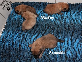 chiot eurasier