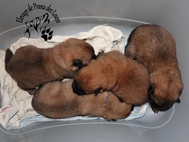 chiot eurasier