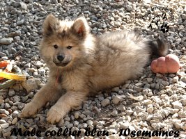 chiot eurasier