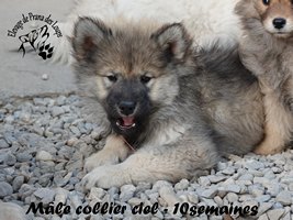 chiot eurasier