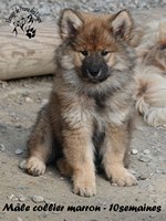 chiot eurasier