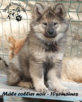 chiot eurasier