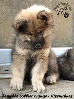 chiot eurasier
