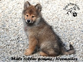 chiot eurasier