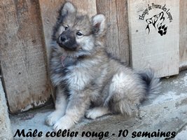 chiot eurasier