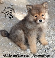 chiot eurasier