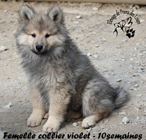 chiot eurasier