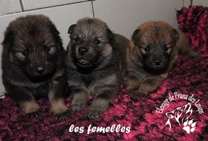 chiot eurasier