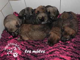 chiot eurasier
