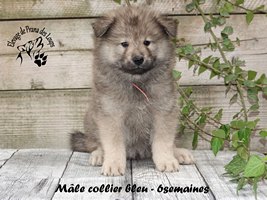 Chiot mâle