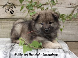 Chiot mâle